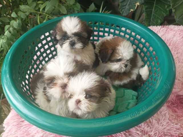 ขิสุทอย รูปที่ 4
