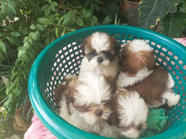 ขิสุทอย รูปที่ 3