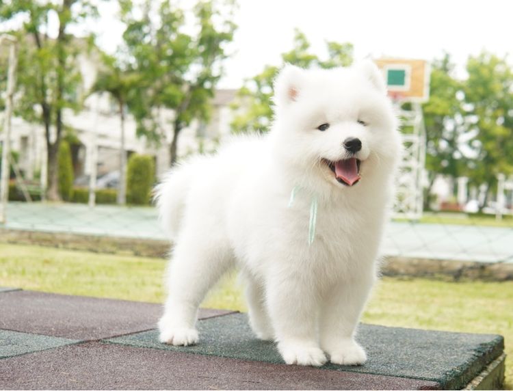 ลูกซามอยด์ samoyed เพศผู้ พร้อมย้ายบ้าน