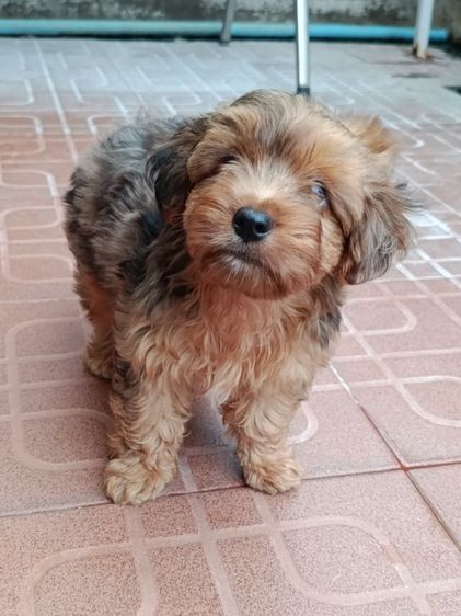 ยอร์คเชียร์ เทอร์เรีย (Yorkshire Terrier) เล็ก ลูกยอร์คเชียร์สีแปลกสีเมอร ผู้ชายเแบ่งเลี้ยงบาเบา
