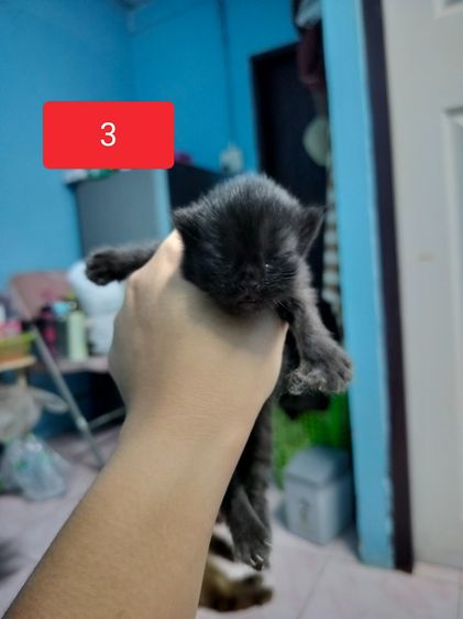 แมวเปอร์เซีย รูปที่ 3