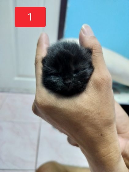 แมวเปอร์เซีย