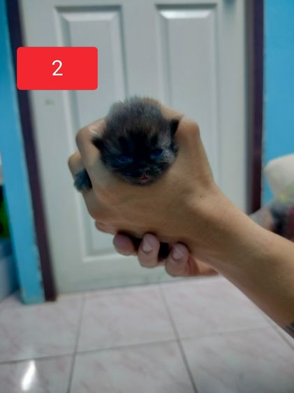 แมวเปอร์เซีย รูปที่ 2