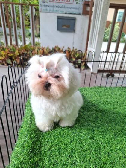 ชิสุแท้ขาวล้วนเกรดสวย