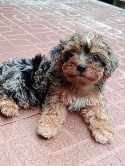 ยอร์คเชียร์ เทอร์เรีย (Yorkshire Terrier) เล็ก ขายแล้ว  ลูกยอร์คเชียร์สีเมอร  ราคาพิเศษ