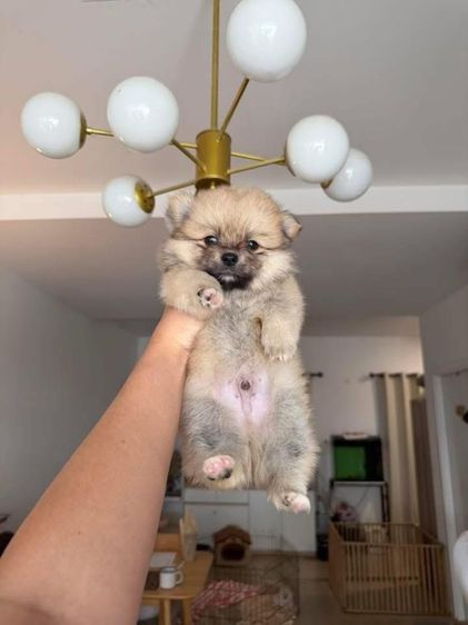 ปอมเมอเรเนียน (Pomeranian) เล็ก ปอมแท้