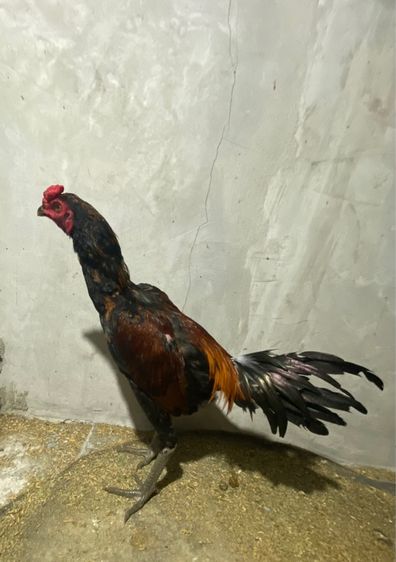 ไก่ชนพม่า2ตัว
