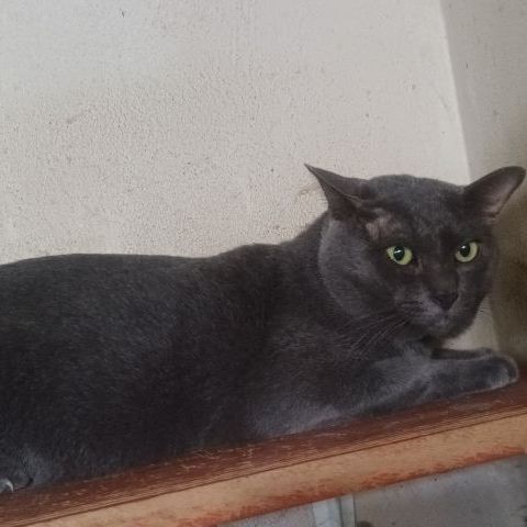 โคราช (Korat) แมวไทยโคราช
