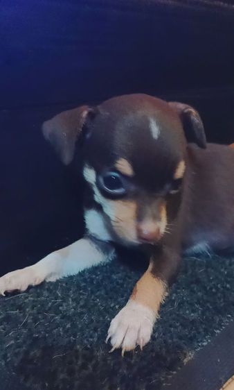 ชิวาวา (Chihuahua) เล็ก ชิวาวาแท้อายุ 1.5 เดือน 6 ตัวสีช็อกโกแลต-ขาว-ดำ