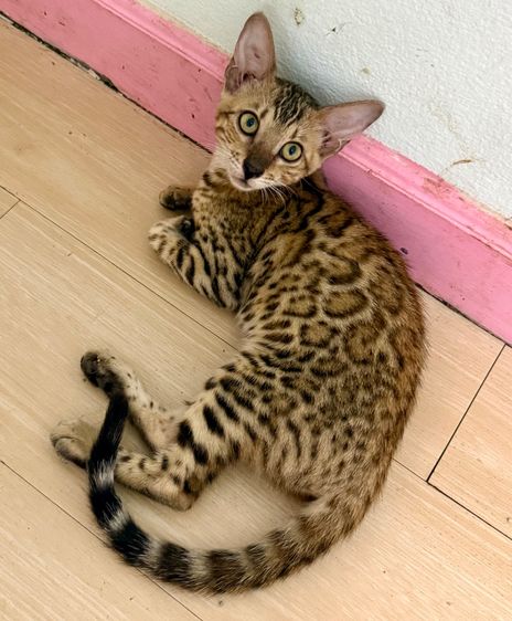 เบงกอล (Bengal House Cat) แมวเบงกอลสายพันธุ์แท้