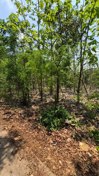 ใช่ 🌳🏡 ขายสวนป่า สวนสักและพันธุ์ไม้อื่นๆ บรรยากาศดี ร่มรื่น เหมาะทำบ้านสวน