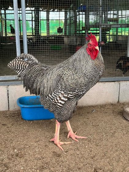 ไก่บาร์พลีมัทร็อค (Barred Plymouth Rock)