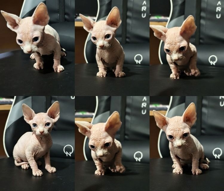 สฟิงซ์ (Sphynx) แบมบิโน่