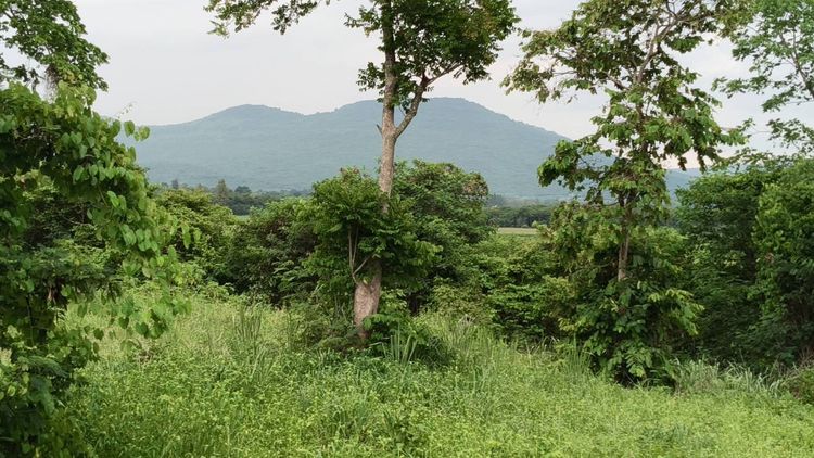 ขายที่วังไทร เขาใหญ่ ที่บนเนิน 3.5ไร่ ใกล้ My ozone Movenpick khaoyai ถนนกว้างไฟฟ้าผ่านหน้าที่ เดินทางสะดวก วิวเขาสวยมาก หลังพิงเขา แถมที่คร รูปที่ 3