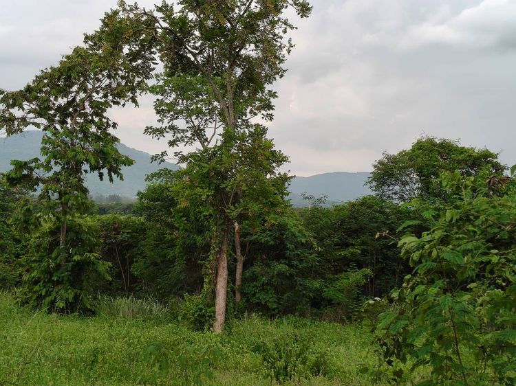 ขายที่วังไทร เขาใหญ่ ที่บนเนิน 3.5ไร่ ใกล้ My ozone Movenpick khaoyai ถนนกว้างไฟฟ้าผ่านหน้าที่ เดินทางสะดวก วิวเขาสวยมาก หลังพิงเขา แถมที่คร รูปที่ 4