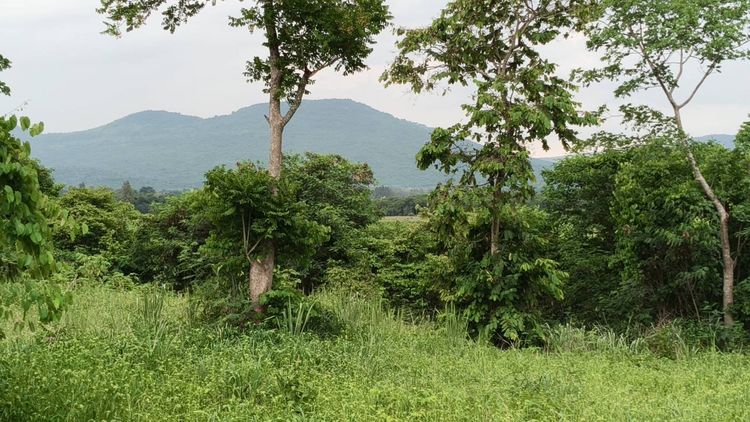 ขายที่วังไทร เขาใหญ่ ที่บนเนิน 3.5ไร่ ใกล้ My ozone Movenpick khaoyai ถนนกว้างไฟฟ้าผ่านหน้าที่ เดินทางสะดวก วิวเขาสวยมาก หลังพิงเขา แถมที่คร รูปที่ 2