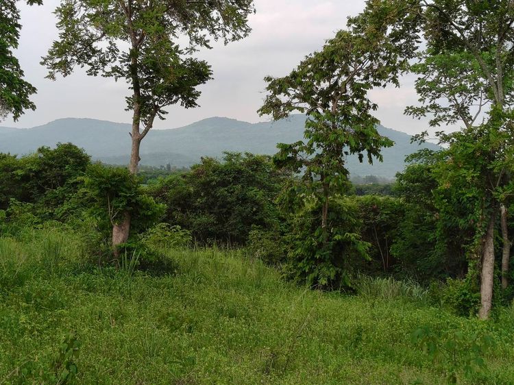 ขายที่วังไทร เขาใหญ่ ที่บนเนิน 3.5ไร่ ใกล้ My ozone Movenpick khaoyai ถนนกว้างไฟฟ้าผ่านหน้าที่ เดินทางสะดวก วิวเขาสวยมาก หลังพิงเขา แถมที่คร