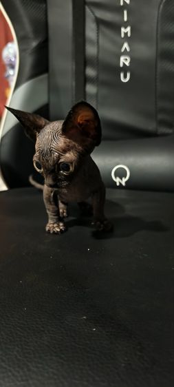 สฟิงซ์ (Sphynx) แบมบิโน่