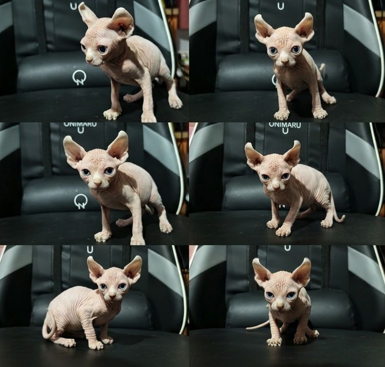 สฟิงซ์ (Sphynx) เอลฟ์