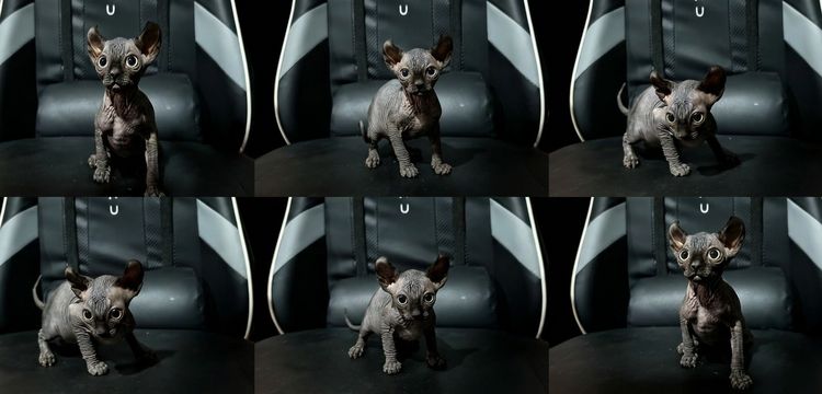 สฟิงซ์ (Sphynx) เอลฟ์
