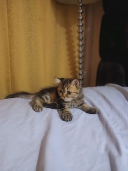 สก็อตติช โฟลด์ (Scottish Fold) สก๊อตติชโฟ