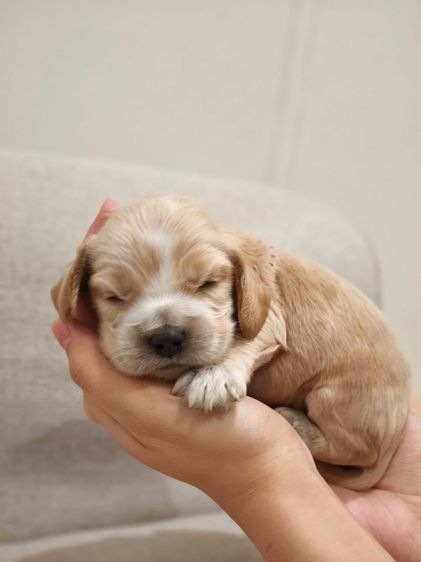 กลาง น้องปลาวาฬ