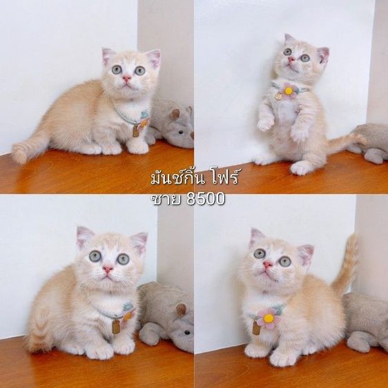 แมวมันช์กิ้น แมวขาสั้น อ้วนๆ