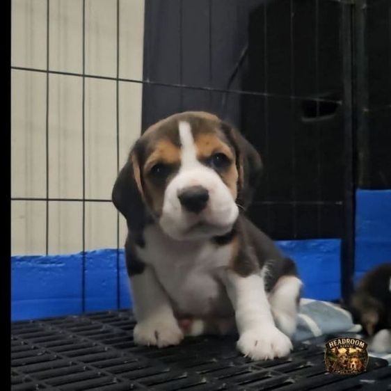 บีเกิล (Beagle) เล็ก ลูกสุนัขบีเกิ้ลเพศผู้ ใบเพ็ด
