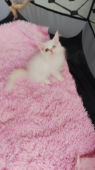 เปอร์เซีย (Persian) แมวเปอร์เซียตาสองสี
