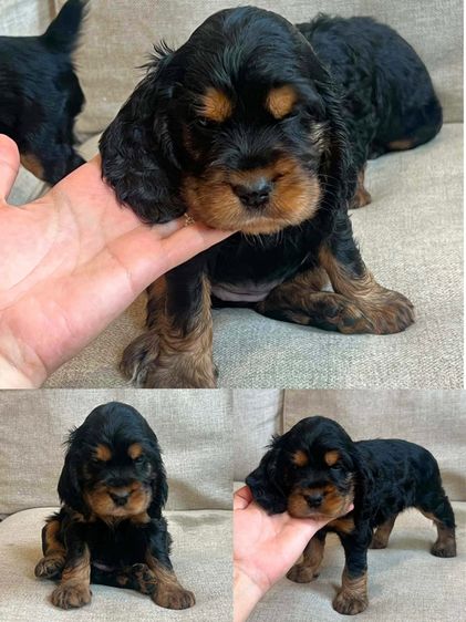 น้องหูยาว คนหยิกค่ะ  รูปที่ 10