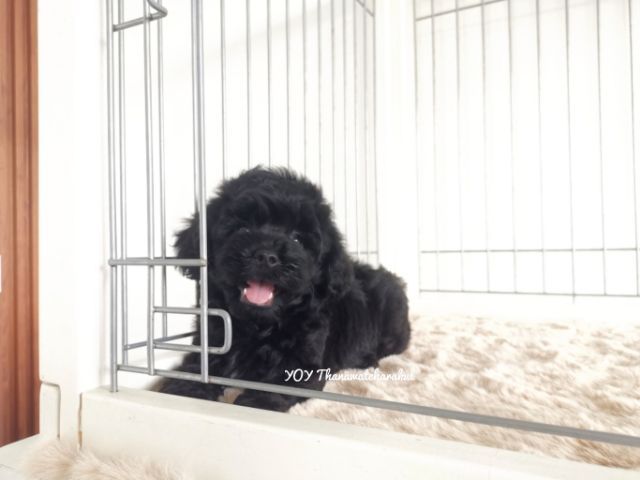 พุดเดิ้ล (Poodle) เล็ก พุดเดิ้ลทอย เพศเมีย. 
