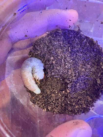 rainbow stag beatle larvae l2