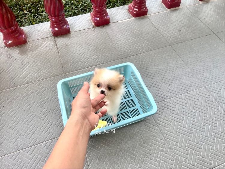 ปอมเมอเรเนียน (Pomeranian) เล็ก ปอมแท้ ตัวจิ๋ว
