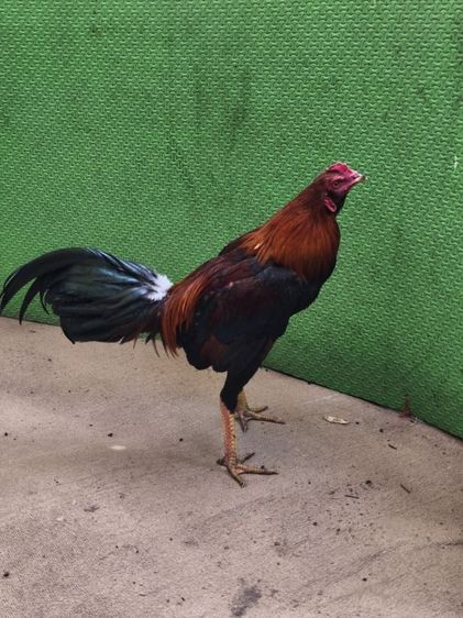 ไก่ชนพม่า8เดือน