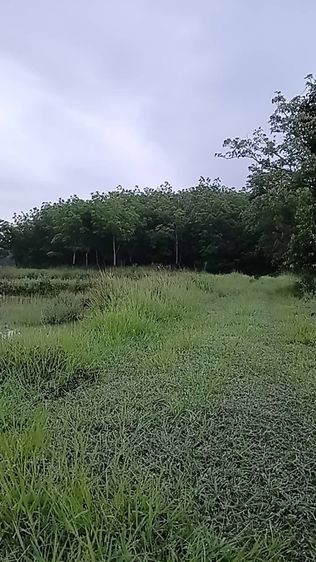 ที่ดิน นา  สวนยาง มีโฉนดพร้อมโอน
