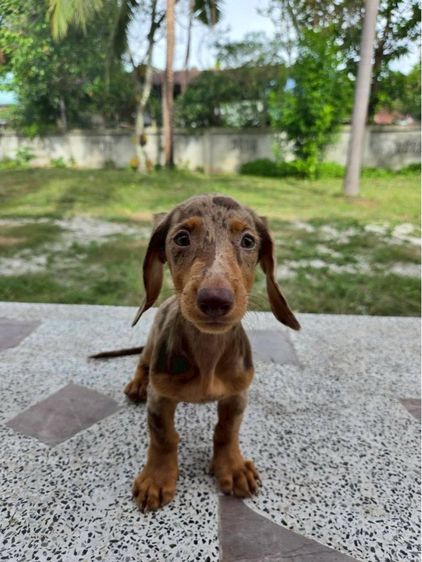 ดัชชุน รูปที่ 4
