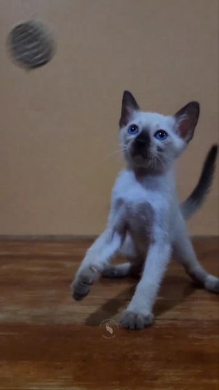 วิเชียรมาศ (Siamese Cat) ลูกแมววิเชียรมาศแท้ เพศผู้