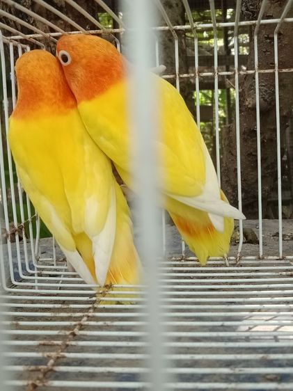 ขายนกเลิฟเบิร์ด
