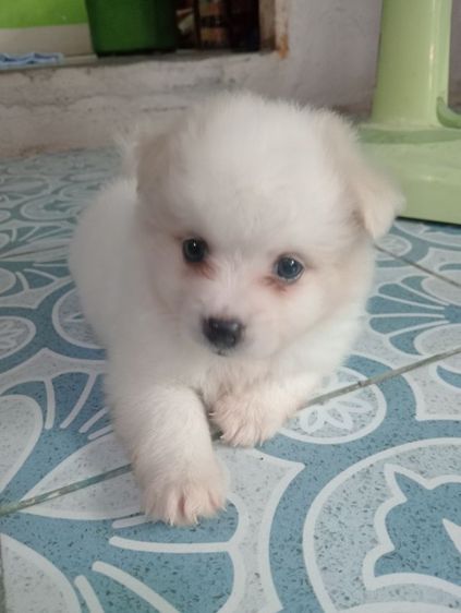 ชิสุผสม รูปที่ 12