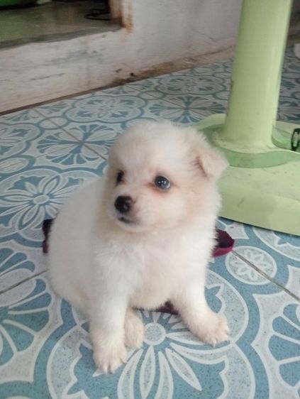ชิสุผสม รูปที่ 13