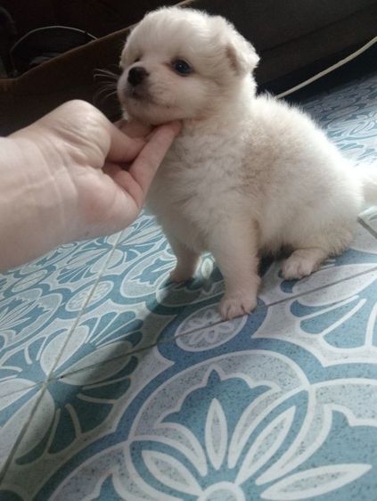 ชิสุผสม รูปที่ 2
