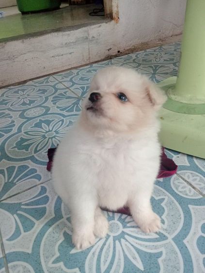 ชิสุผสม รูปที่ 7
