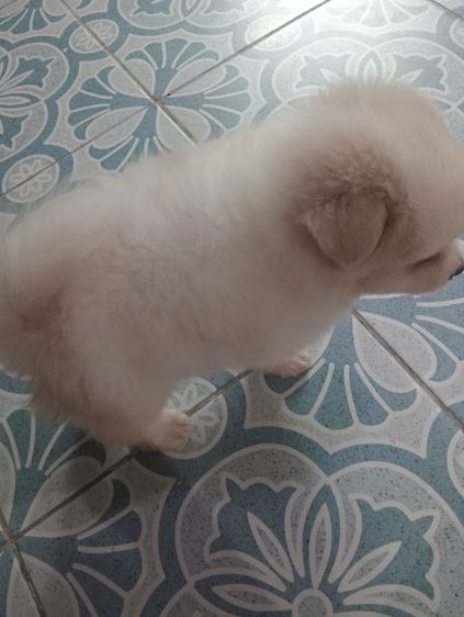 ชิสุผสม รูปที่ 9