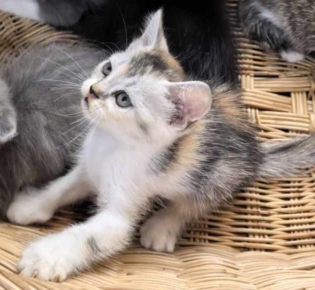 สก็อตติช โฟลด์ (Scottish Fold) ลูกแมวสามสี0992839095