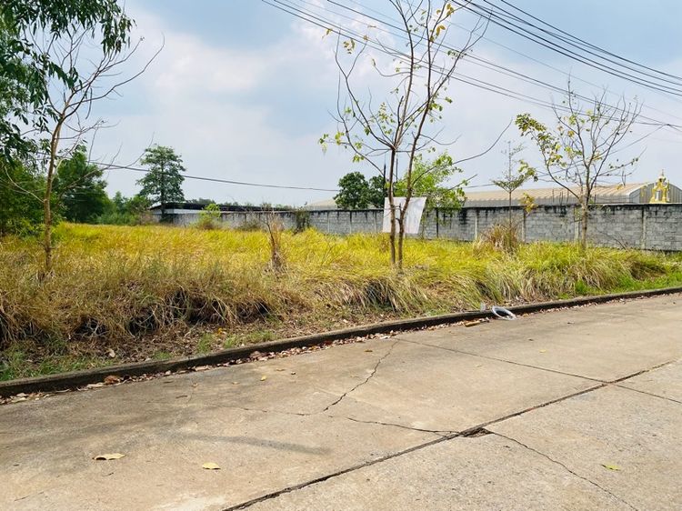 ใช่ ขายที่575วา วา5500บาท พร้อมโอน คลองหลวง รูปที่ 4