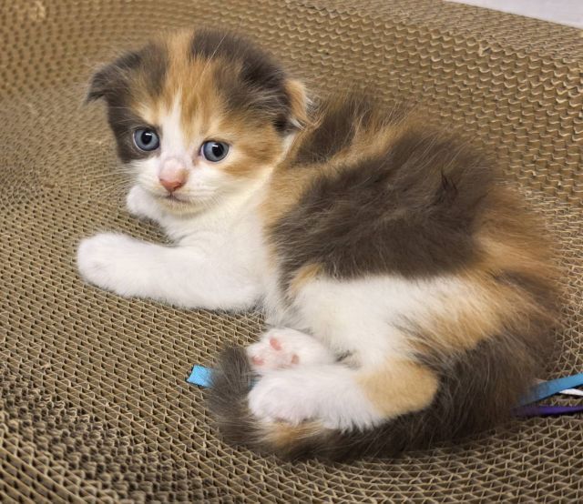 สก็อตติช โฟลด์ (Scottish Fold) ลูกแมว