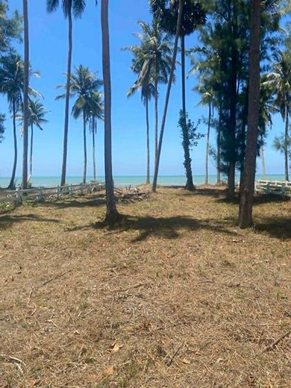 ที่ดินติดทะเล 137 ตรว. หาดหนองน้ำดอนเล อ.ไชยา จ.สุราษฎร์ธานี  รูปที่ 3