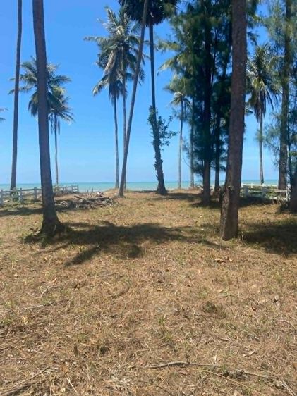 ที่ดินติดทะเล 137 ตรว. หาดหนองน้ำดอนเล อ.ไชยา จ.สุราษฎร์ธานี  รูปที่ 4