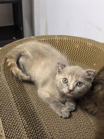 สก็อตติช โฟลด์ (Scottish Fold) ลูกแมว