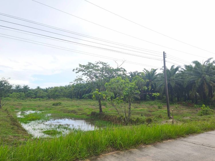 ขายที่ดินเปล่า ต.สวนแตง อ.ละเเม จ.ชุมพร รูปที่ 3